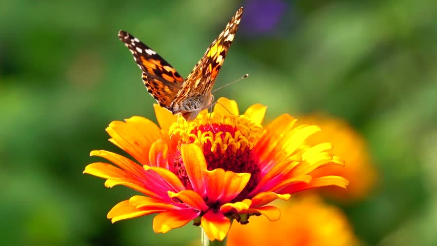butterfly flower poem