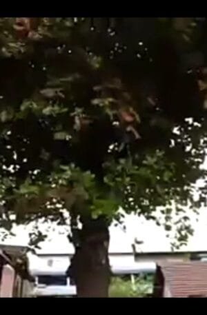 💝🌳ബതാം മരത്തണലിൽ 🌳💝